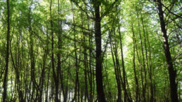 Orman Kadastrosu ve 2/B Y&ouml;netmeliğinde Değişiklikler