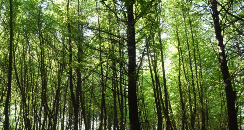 Orman Kadastrosu ve 2/B Y&ouml;netmeliğinde Değişiklikler