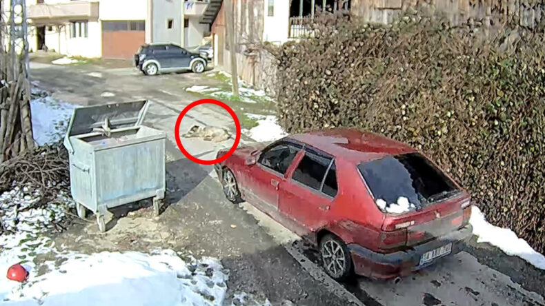 Otomobilin &Ccedil;arpması Sonrası Tedavi Altına Alınan K&ouml;pek Daha &Ouml;nce T&uuml;fekle Vurulmuş