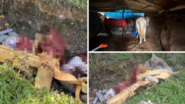 Otoyol Kenarındaki Kemikler, Jandarmayı At Kasaplarına Y&ouml;nlendirdi