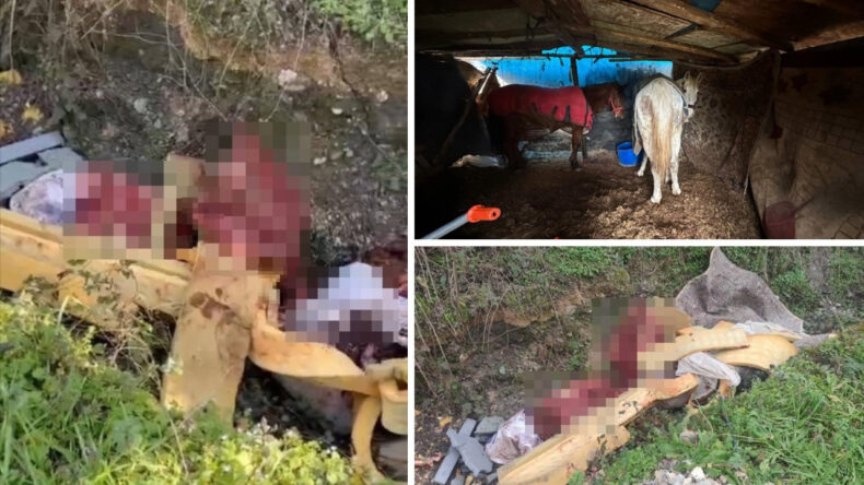 Otoyol Kenarındaki Kemikler, Jandarmayı At Kasaplarına Y&ouml;nlendirdi