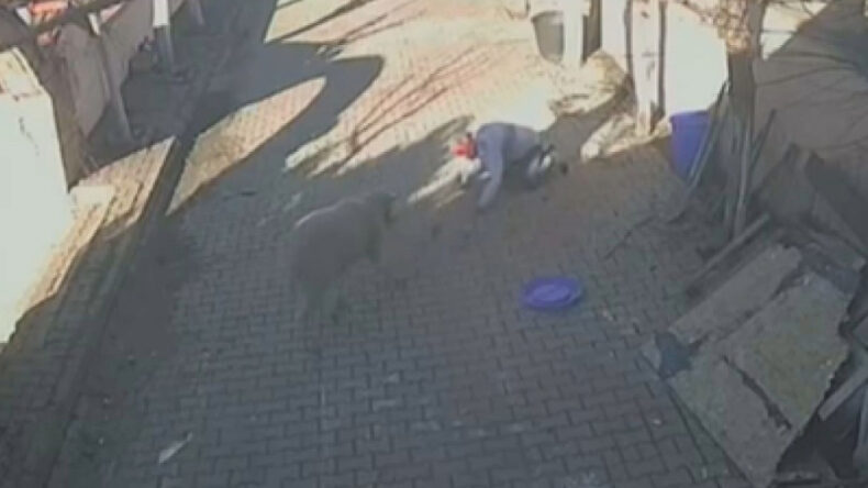 &Ouml;fkeli Ko&ccedil; Sahibine Saldırdı, Hastaneye Kaldırıldı