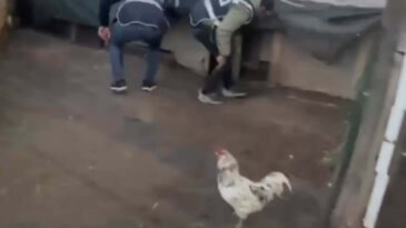 &Ouml;ks&uuml;r&uuml;nce k&uuml;meste yakalandı