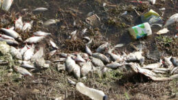 &Ouml;l&uuml; Balıklar Paniğe Neden Oldu