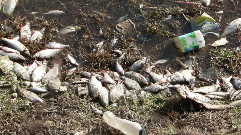 &Ouml;l&uuml; Balıklar Paniğe Neden Oldu