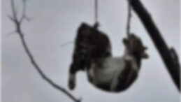 Samsun'da Şok Edici Olay: Kediyi Ağa&ccedil;ta Asmışlar