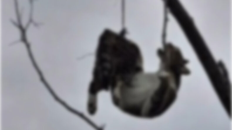 Samsun'da Şok Edici Olay: Kediyi Ağaçta Asmışlar