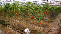 Şiddetli Yağmur ve Hortum Tarımı Olumsuz Etkiledi: Fiyatlar Artıyor