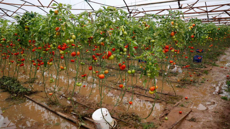 Şiddetli Yağmur ve Hortum Tarımı Olumsuz Etkiledi: Fiyatlar Artıyor