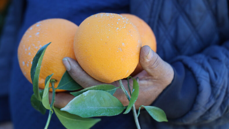 Soğuk Hava Koşullarında Hasat Devam Ediyor: Dalında 10 Lira