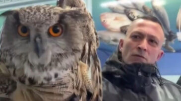 Soğuktan Zayıflayan Baykuş: Vatandaşların Yardımıyla Kurtarıldı