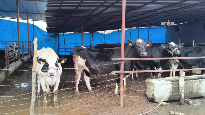 S&uuml;t&uuml;n Değeri Kalmayınca İnekleri Kesime Verdiler