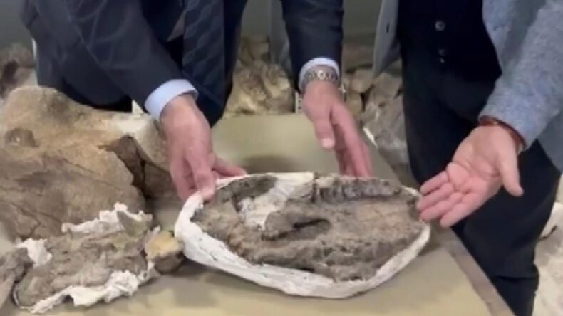 Tam 30 milyon yıllık: T&uuml;rkiye'de bulundu, m&uuml;zeye kaldırıldı