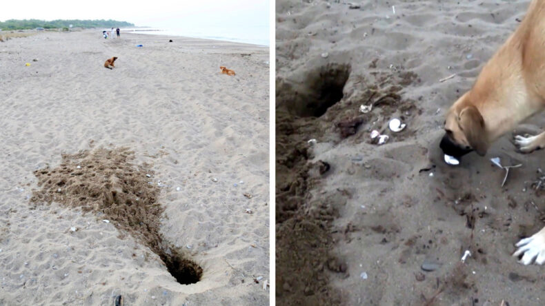 Tatilcilerin Terk Ettiği K&ouml;pekler Carettaları Tehdit Ediyor