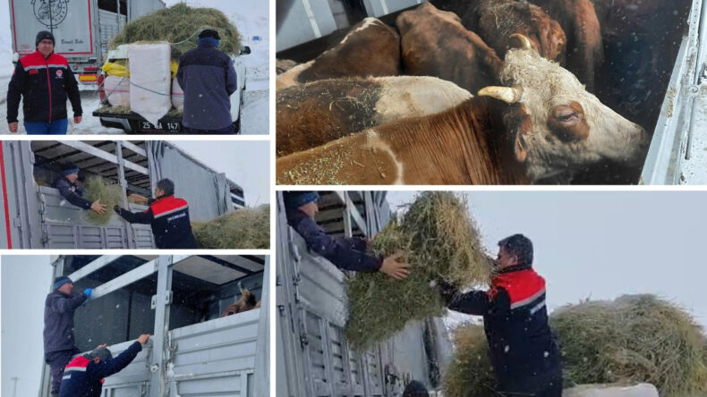 Tipi nedeniyle mahsur kalan TIR'daki hayvanlara tahıl ve saman yardımı