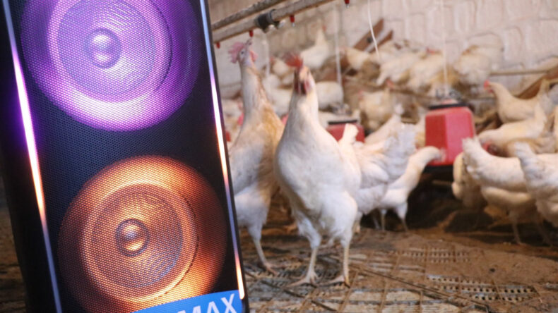 Türk Sanat Müziği Dinleyen Tavuklarda Verim Artışı