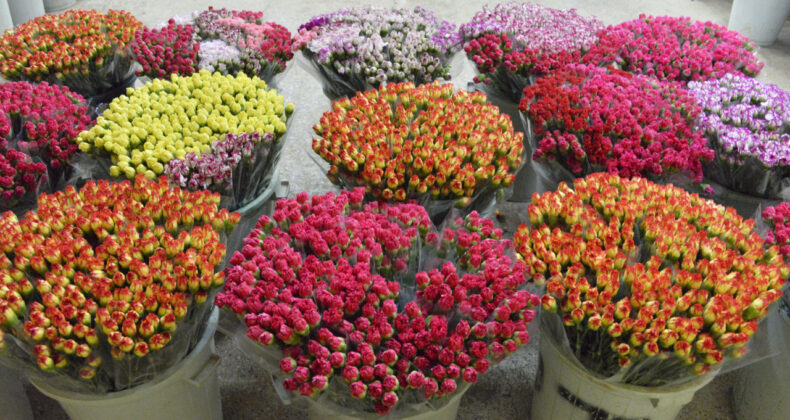 T&uuml;rkiye'de en fazla &uuml;retilen &ccedil;i&ccedil;ek t&uuml;rleri a&ccedil;ıklandı