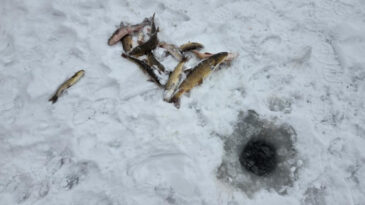 T&uuml;rkiye'nin En Uzun Nehri Dondu, Balıkları Eskimo Gibi Yakaladılar