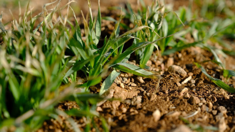T&uuml;rkiye'nin Tahıl Ambarında &Ccedil;ift&ccedil;iyi Umutlandıran Yağış