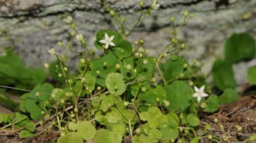 T&uuml;rkiye&rsquo;nin İlk Endemik G&ouml;bek Otu T&uuml;r&uuml; İzmir'de Keşfedildi