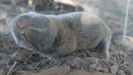 &Uuml;&ccedil; Yeni T&uuml;r T&uuml;rkiye'de Tespit Edildi! Kansere Diren&ccedil;li Oldukları Belirlendi