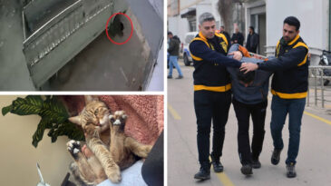 Uyuyan Kediyi Kamyonetiyle Ezdi: Tanıklarından Sert Tepki