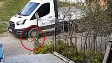 Yerde yatan k&ouml;peği ezip yoluna devam etti