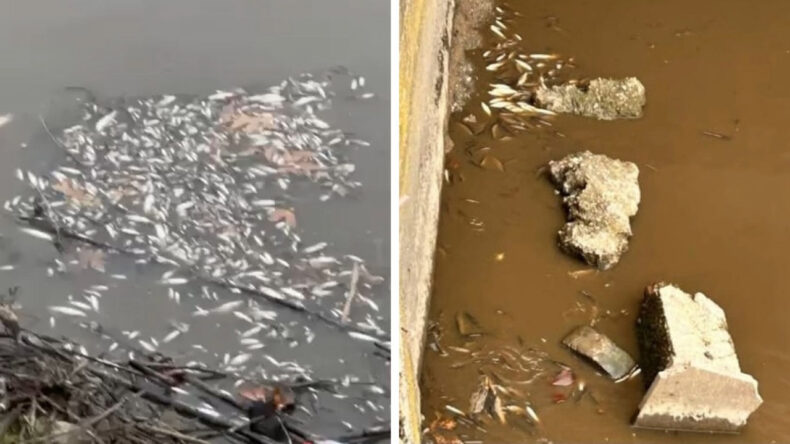 Yeşilırmak'ta Balık &Ouml;l&uuml;mleri