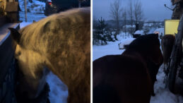 Yılkı Atları Kapıya Geldi