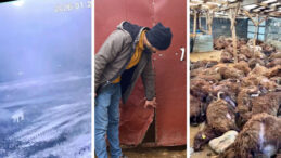 Yoğun Sis Felaketi: Bir Kurt Ağılda 200 Koyunu Şehit Etti