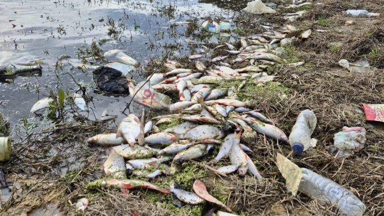 Yosun Patlaması Sonrası Balık Ölümleri