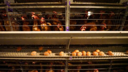 Yumurta &Uuml;retiminde Kafes Standartları G&uuml;ncellendi