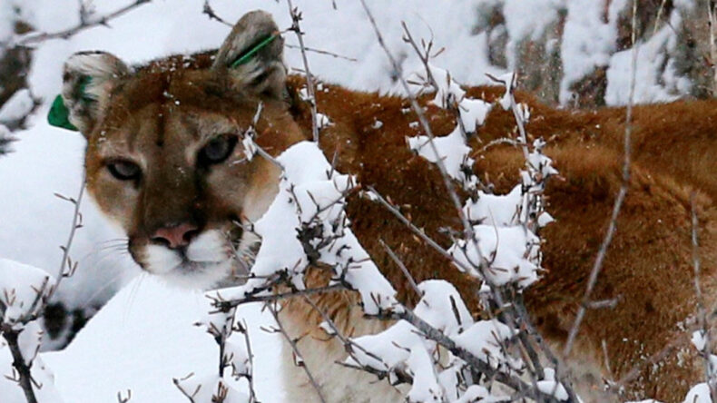 Yürüyüş esnasında puma tarafından hayatını kaybetti