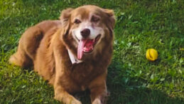 10 Yıl Sahibinin Mezarında Bekleyen K&ouml;pek, Yasa Tasarısına İlham Kaynağı Oldu