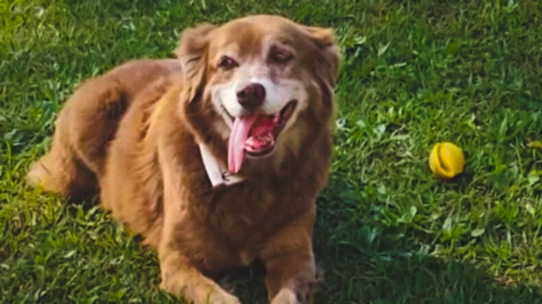 10 Yıl Sahibinin Mezarında Bekleyen K&ouml;pek, Yasa Tasarısına İlham Kaynağı Oldu