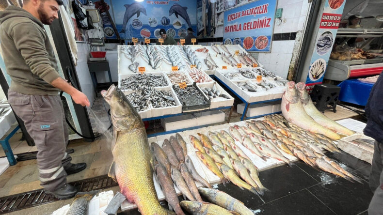 120 Kiloluk Balık G&ouml;r&uuml;nt&uuml;lere Damga Vurdu