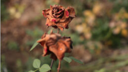 14 Şubat G&uuml;llerine Zirai Don Darbesi: Fiyatlar Y&uuml;kseldi