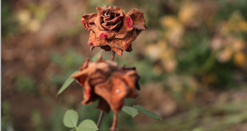 14 Şubat G&uuml;llerine Zirai Don Darbesi: Fiyatlar Y&uuml;kseldi
