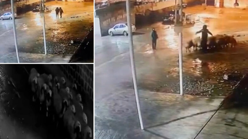 19 Koyunu Elleriyle &Ccedil;alıp Gittiler