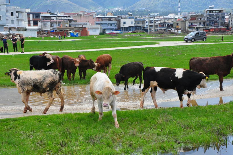 Kurtarma çalışmaları