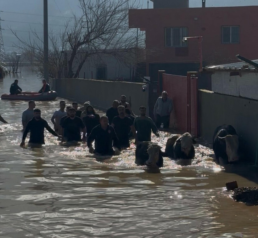 Mahsur kalmış hayvanlar