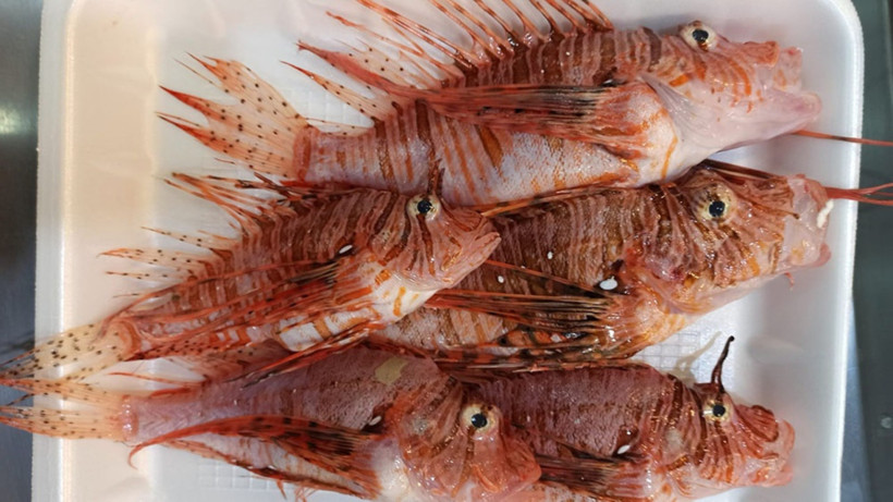 Aslan Balığı Hazırlığı