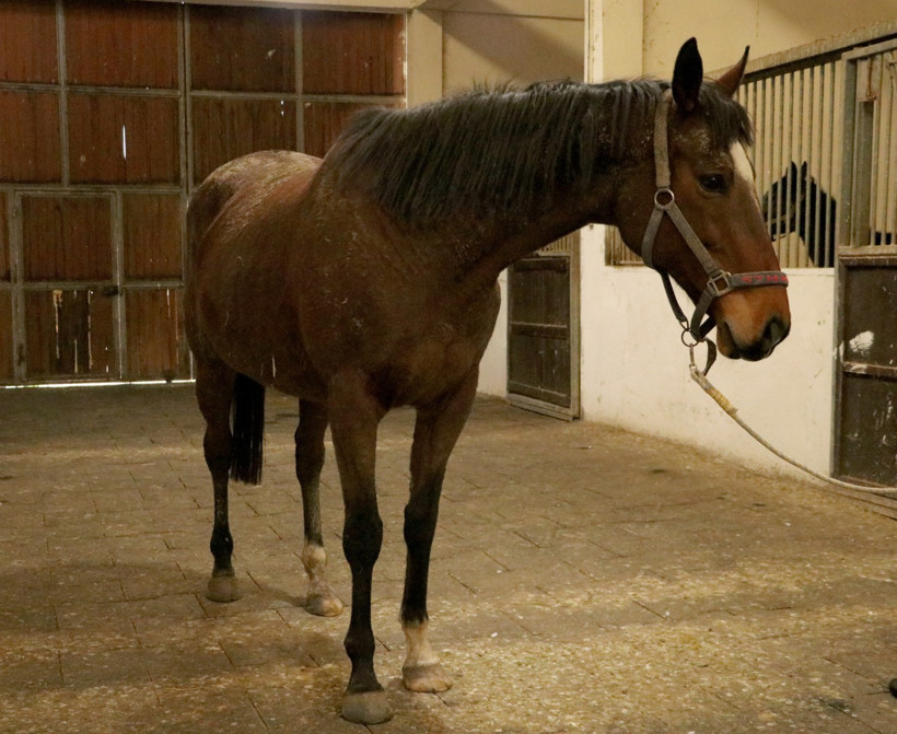 Safkan İngiliz Atı ve Tayı