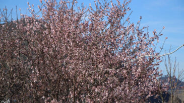 Ağa&ccedil;lar 'Şubat' demedi, &ccedil;i&ccedil;ek a&ccedil;tı