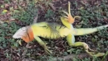 Ağa&ccedil;lardan D&uuml;şen Donmuş Iguana İ&ccedil;in İtlaf Kararı Alındı