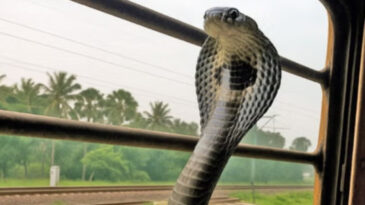 Araştırmada ilgin&ccedil; sonu&ccedil;: Kobralar trenlerle yayılıyor