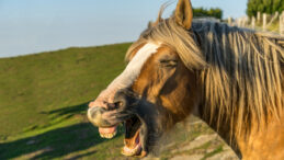 Atların Kişnemesinin Ardındaki Gizem &Ccedil;&ouml;z&uuml;ld&uuml;