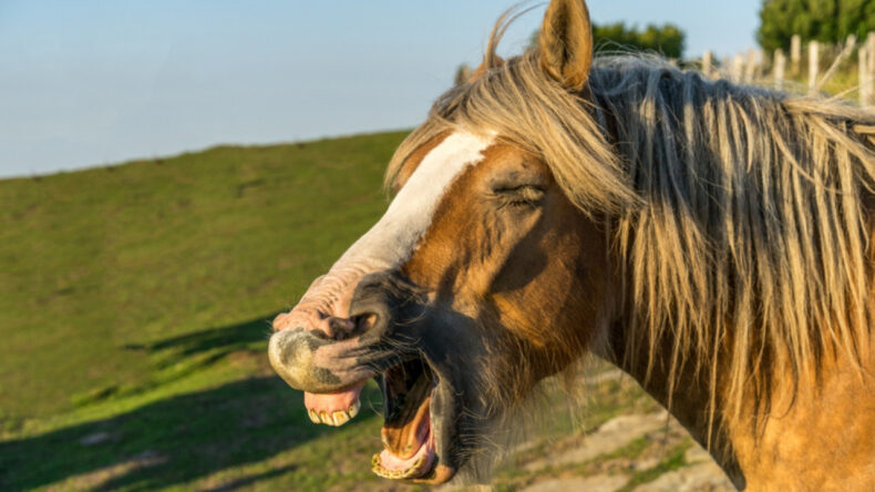 Atların Kişnemesinin Ardındaki Gizem &Ccedil;&ouml;z&uuml;ld&uuml;