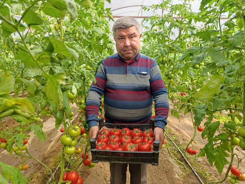 Serada Domates Üretimi