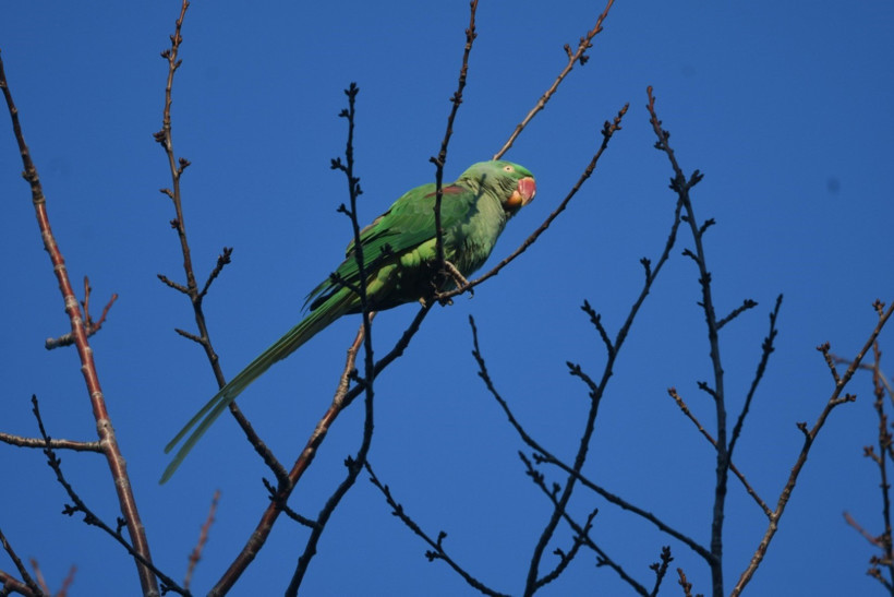 İskender Papağanı